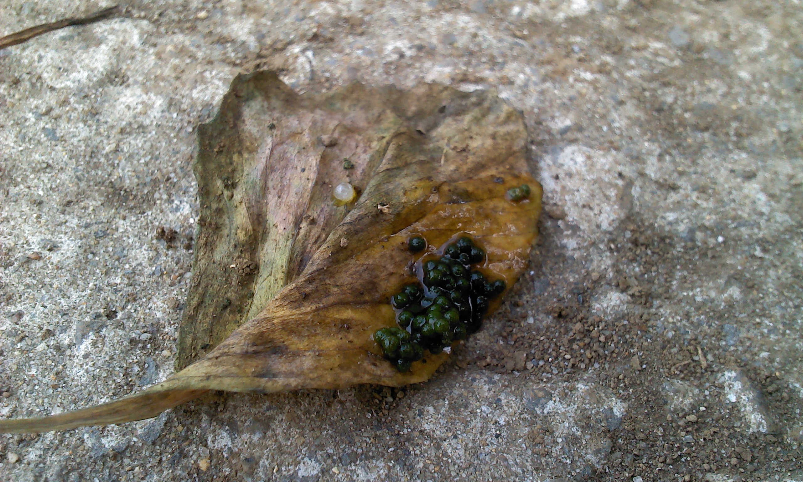 양배추 사진인데요 조언좀 부탁드립니다.